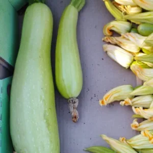 קישוא